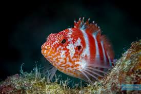 Image result for Ctenitis cirrhosa