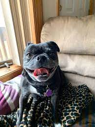 afacan ev kopegi pug yavru kopek kopek