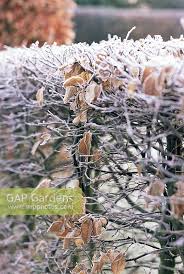 Image result for hornbeam hedge in winter