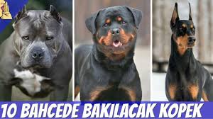 Bahcede Ve Evde Bakilabilecek 10 Zeki Kopek Cinsi Kopek Dog Evdebakilacakkopekler Youtube