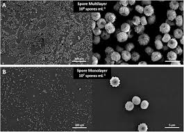 He is currently the head coach of. Frontiers Marsbox Fungal And Bacterial Endurance From A Balloon Flown Analog Mission In The Stratosphere Microbiology