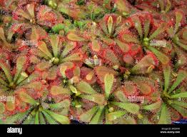 Image result for Drosera natalensis