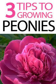 Coming Soon Growing Peonies Planting Peonies Peonies Garden