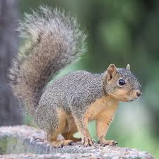 Image result for squirrel