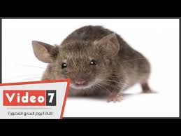بالفيديو طريقة التخلص من الفئران بدون سم Youtube