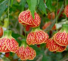 Image result for Abutilon rehmannii