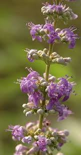 Image result for Vitex patula