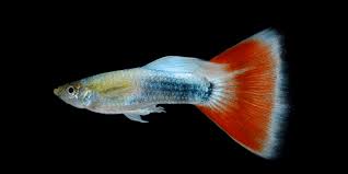 10 reasons why guppies are the perfect pet
