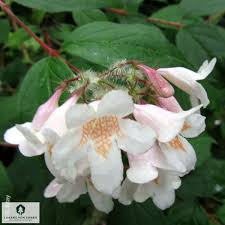 Image result for Kolkwitzia