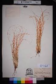 Image result for Elionurus muticus