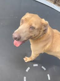 Gamers can obtain pets roblox's adopt me. Veteran In Clarksville Reunites With Lost Dog In Cleveland After 4 Years Apart Clarksvillenow Com