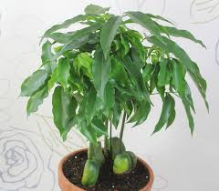 If your soil is acidic, add some lime before planting. Moreton Bay Or Australian Chestnut Castanospermum Australe