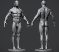 Cassell illustrated год hundreds of drawings illustrate both the underlying structure and the exterior of the face, torso. Male Torso Anatomy Reference Stlfinder