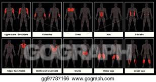 Learn these parts of body names to increase your vocabulary words in english. Vector Art Muscle Chart Male Body Parts Black Background Eps Clipart Gg97787166 Gograph