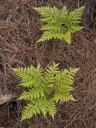 Image result for Megalastrum lanuginosum