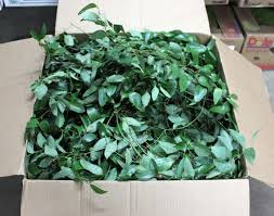 Image result for Smilax