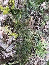 Image result for Vittaria