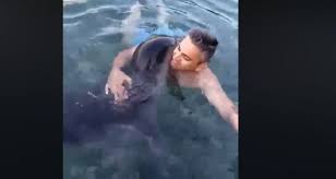 Στις σποράδες με γοργόφτερο πανί. Alonnhsos Fwkia Monachus Monachus Agkaliazetai Kai Antallassei Xadia Me Loyomeno Video To Pontiki