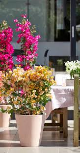 Image result for Bougainvillea