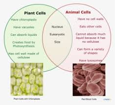We did not find results for: This Illustration Depicts A Typical Eukaryotic Plant Vesicles On A Plant Cell Transparent Png 1235x908 Free Download On Nicepng