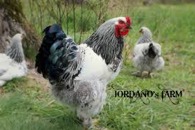 My light brahma rooster and what we thought was a hen. 12 Light Brahma Chicks Show Quality Bloodlines Npip Ai Clean 63 707 American Poultry Auctions