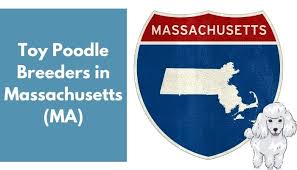 We did not find results for: 10 Toy Poodle Breeders In Massachusetts Ma Poodle Puppies For Sale Animalfate