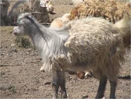 Msnbc shows video of a person being wheeled out of the capitol on a stretcher, covered in blood and in very bad shape. Nomadic Pastoralism In Southern Iran Pastoralism Full Text