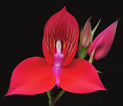 Image result for Disa polygonoides