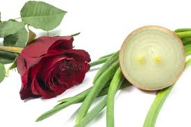 Color De Rosa Partida En Dos Y Cuchillo Foto de archivo