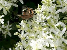 Know answer of question : Sweet Autumn Clematis Clematis Paniculata Tending My Garden