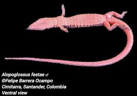 Image result for Isoglossa pawekiae