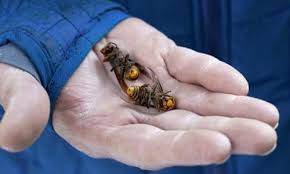 Check spelling or type a new query. Giant Wasps Nest Found Growing On Single Bed In Spare Bedroom Insects The Guardian