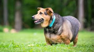 Im gegenteil sie genesen bei infektionen schneller. Ernahrung Fur Hunde Mit Ubergewicht Herz Fuer Tiere De