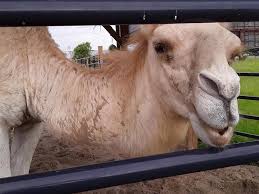 City comparison salary calculator state sales tax cost of living breakdown best. Florida Woman Escapes 600 Pound Camel In Louisiana By Biting Its Testicles Blogs