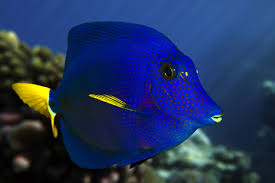 Blue animals are beautiful and cute! 28 Amazing Blue Colored Animals With Insanely Beautiful Pictures Animal Sake