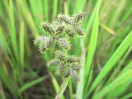 Image result for Fuirena ciliaris