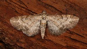 Image result for Eupithecia subumbrata