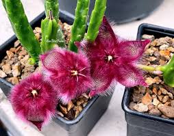 Image result for Huernia volkartii