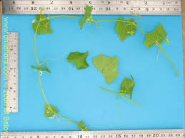 Image result for Cucumis bryoniifolius