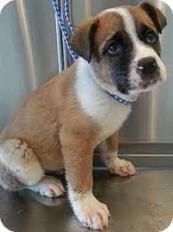 Bloomington Il St Bernard American Bulldog Mix Meet Roland A Puppy For Adoption Puppy Adoption Pets Kitten Adoption