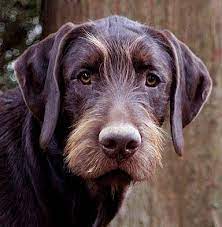 Dog Quiz Hunting Dogs Pet Dogs
