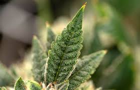 Unselected applicants are challenging Florida's pick for a Black farmer pot  license