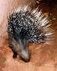 The dog, jackal, tiger, fox, cat, rabbit, sajaru, lion, monkey, elephant, tortoise, alligator, gosapa, etc., all have five nails in their claws. Indian Crested Porcupine Wikipedia