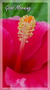 Hibiscus Good Morning In 2020 Hibiscus Good Morning Best