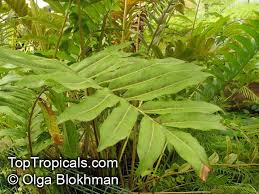 Image result for Acrostichum aureum