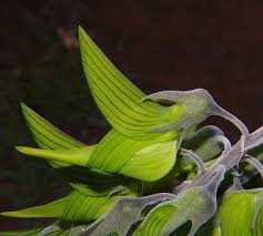Image result for Crotalaria variegata