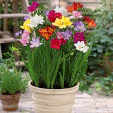 Freesia Bulb Flowers Spring Flowering Bulbs Freesia Flowers