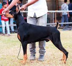 Webmasters, you can add your site in. Doberman Kerala Home Facebook