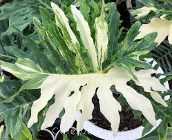 Image result for Thaumatophyllum bipinnatifidum