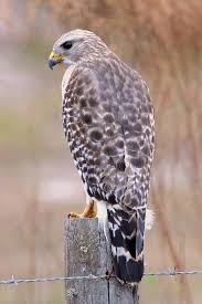 Birds Of Prey Cape Cod Red Shoulder Hawk By Jack Cushman Hawk Bird Pictures Cute Photos